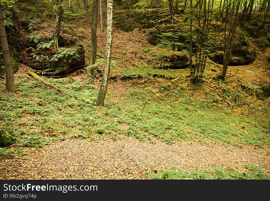 Autumn Forest