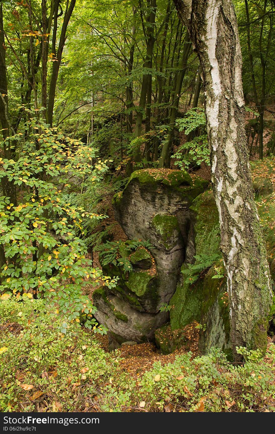 Mixed forest and rocks in it