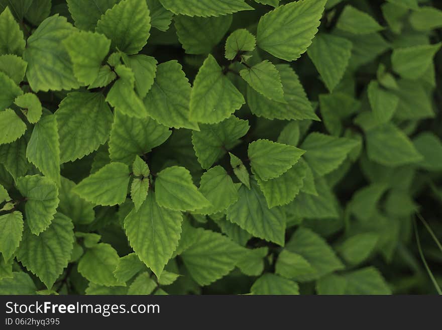 Top view of green leaf background.