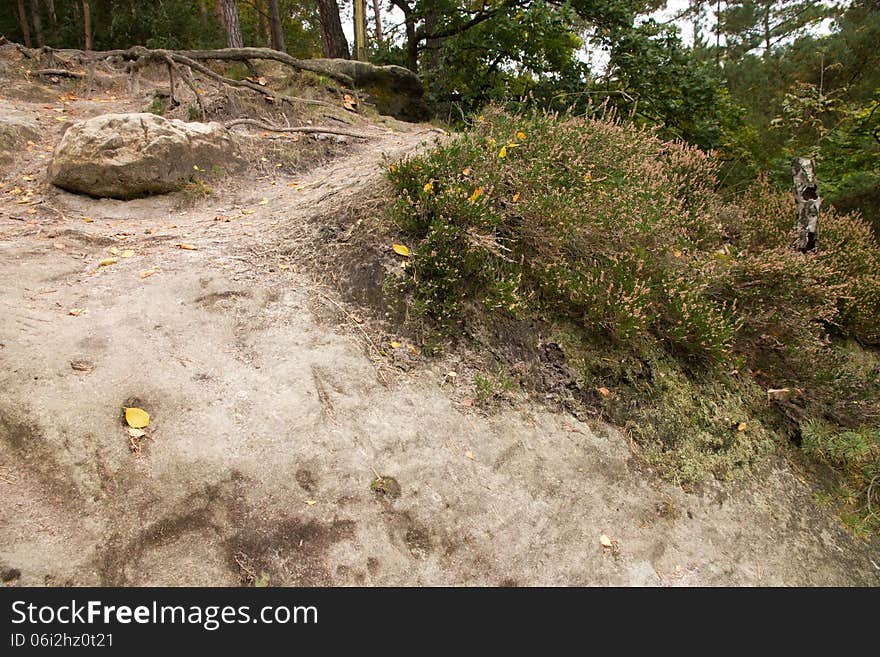 Heather grows on the rock