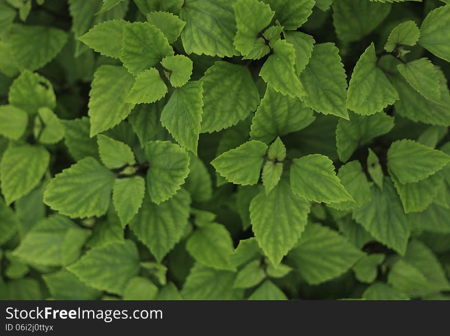 Top view of green leaf background