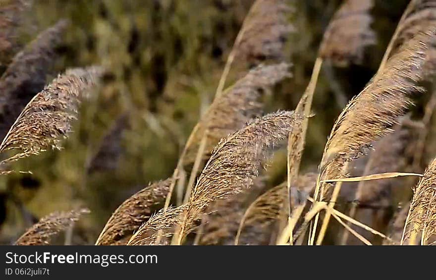 Grass in the wind in autumn