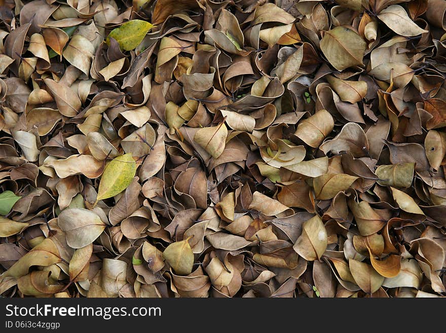 Dead leaves of banyan. Dead leaves of banyan.