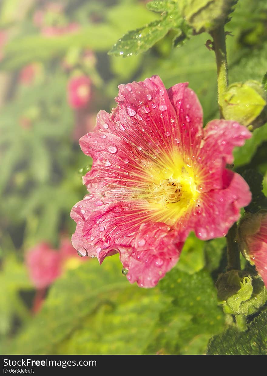 Pink mallow flower with dew drops yellow