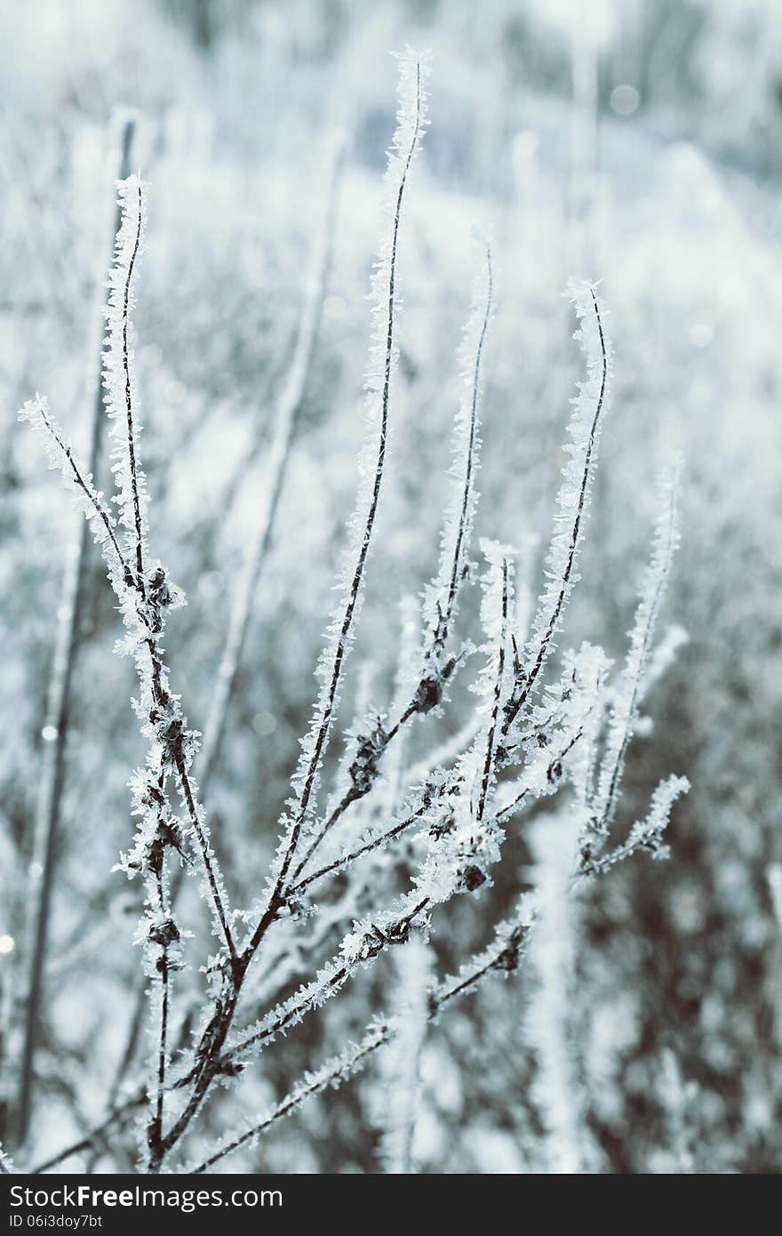 Winter fairy background with ice on the plants