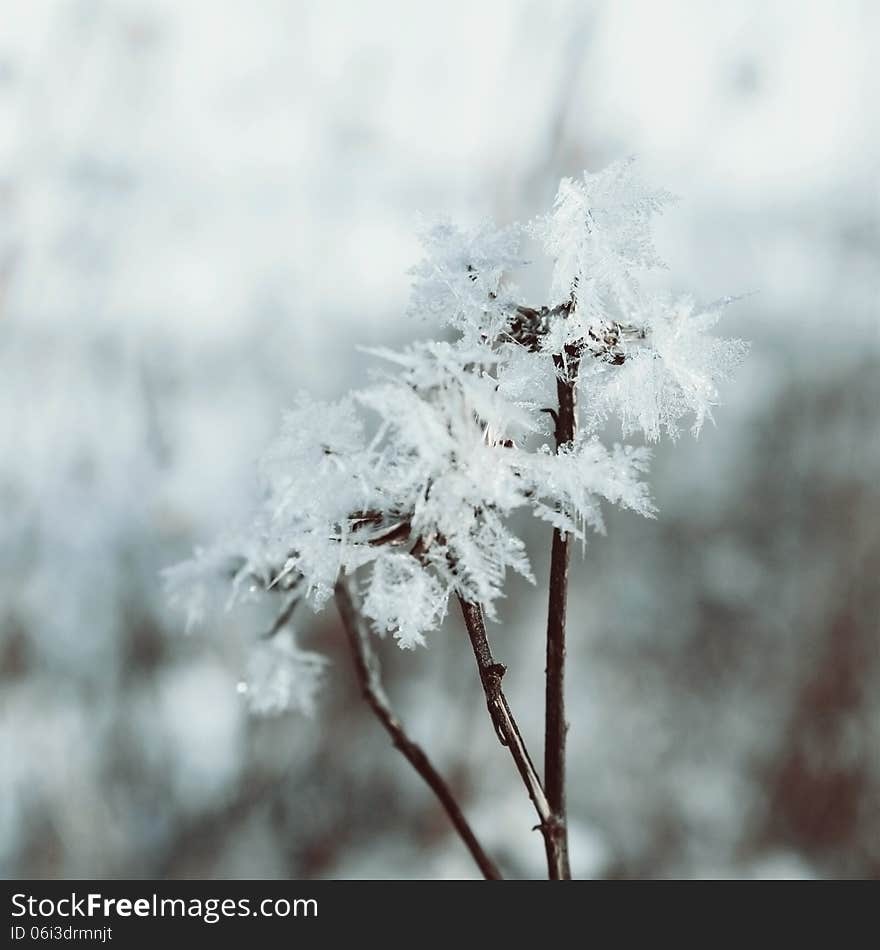 Winter fairy background with ice on the plants