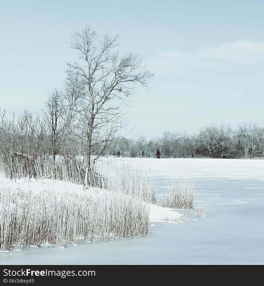 Winter view in the forest