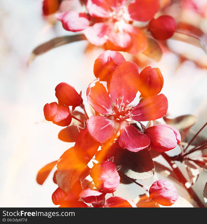 Red flowers on the apple tree.