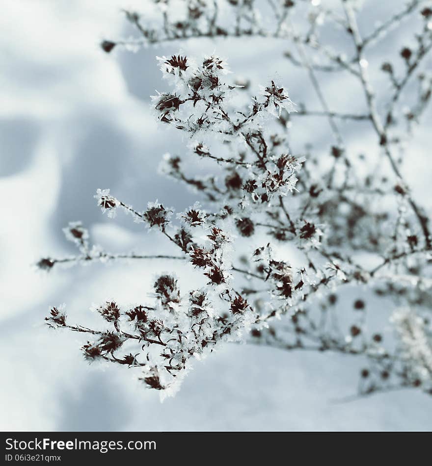 Winter fairy background with ice on the plants