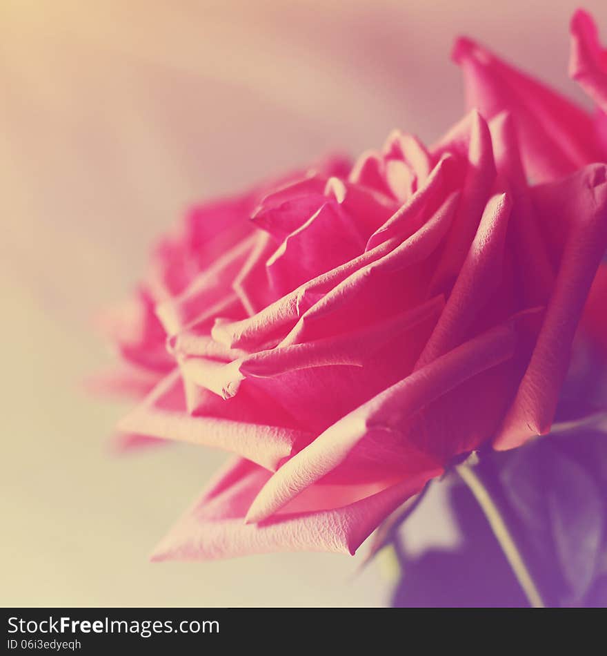 Beautiful red roses with sunshine