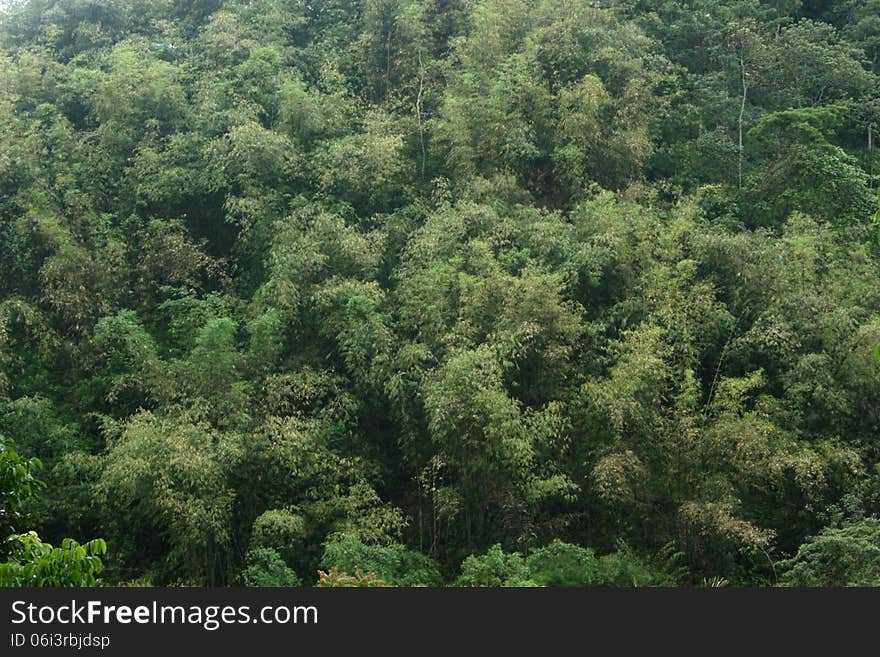 Bamboo grove