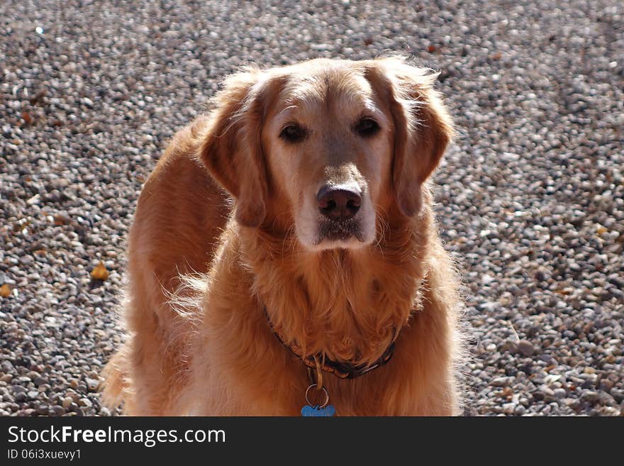 A picture of a golden doodle in color.