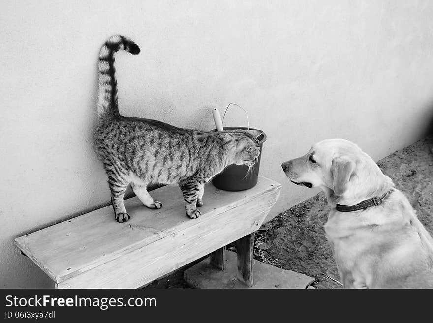 A picture of a cat and dog together in black and white.