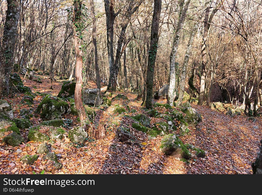 Forest in October, cloudy weather, the road passing through the forest, conifers. Forest in October, cloudy weather, the road passing through the forest, conifers