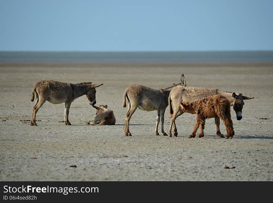 A herd of Feral Puttalam wild Booruwa donkys with suckling young. A herd of Feral Puttalam wild Booruwa donkys with suckling young.