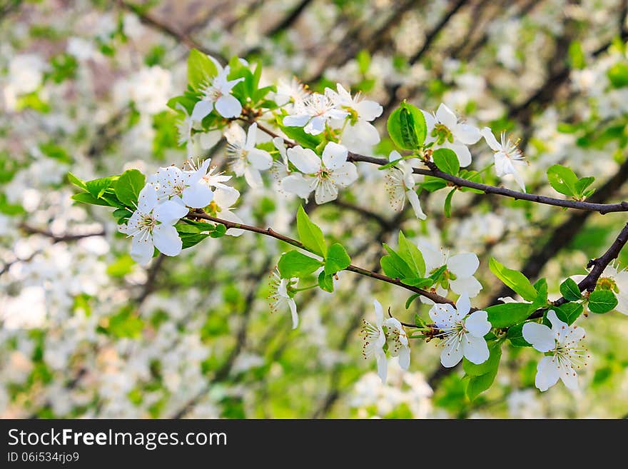 Twig with flowers of apple tree on a blurred background of green grass. Twig with flowers of apple tree on a blurred background of green grass