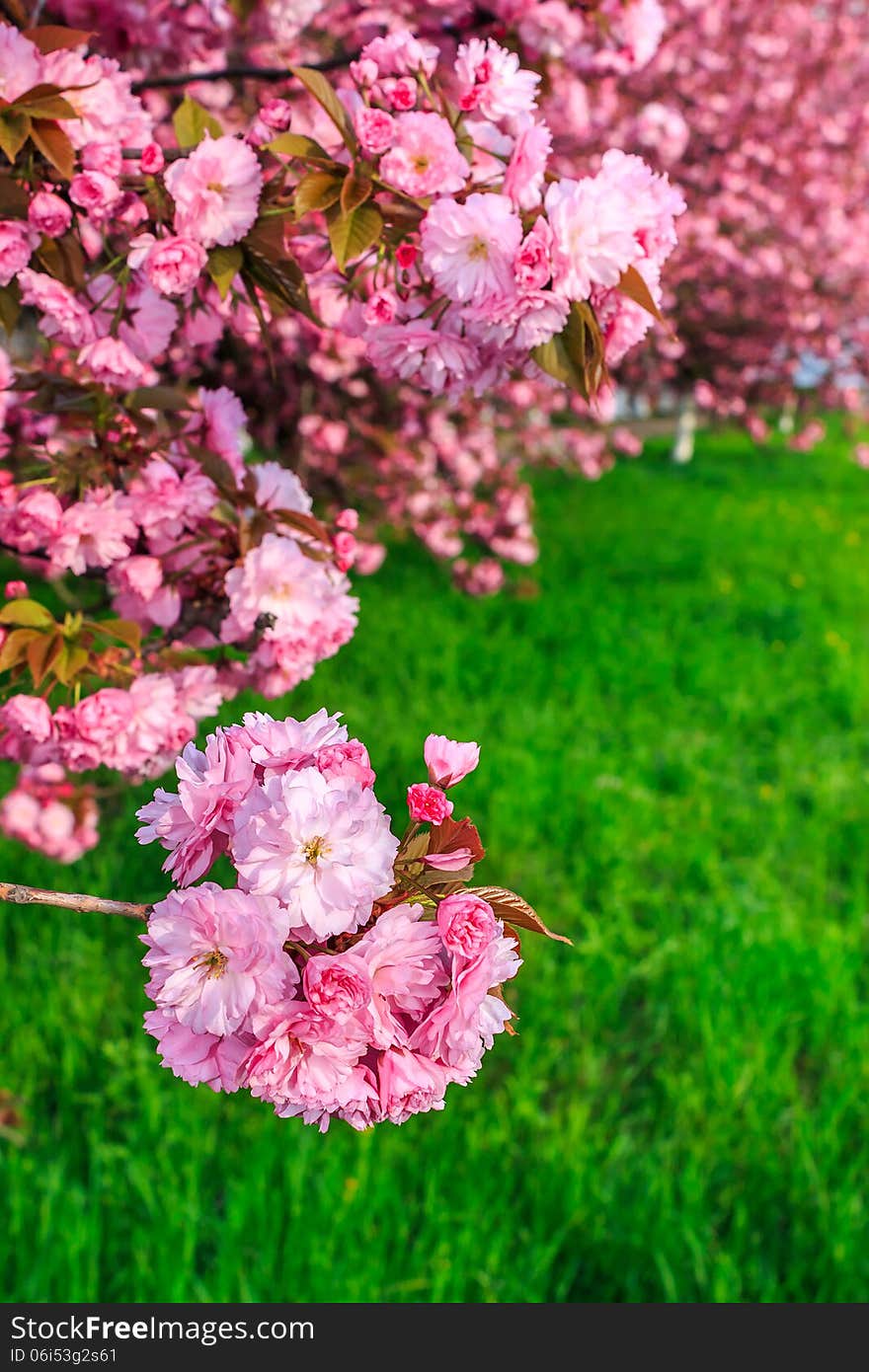 Pink flowers on the branches of Japanese sakura blossomed above fresh green grass in spring. Pink flowers on the branches of Japanese sakura blossomed above fresh green grass in spring