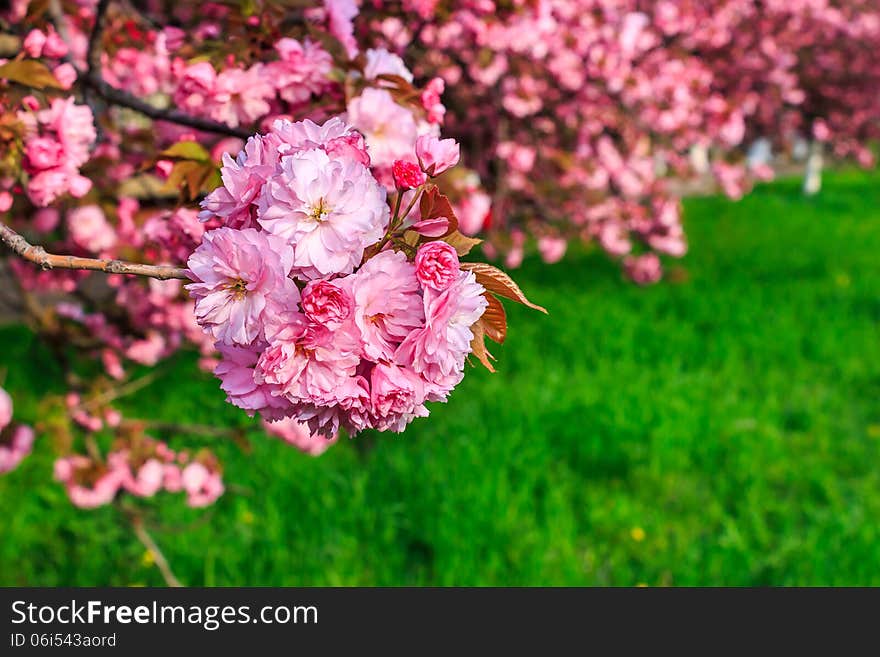 Pink Flowers Of Sakura Branches Above Grass