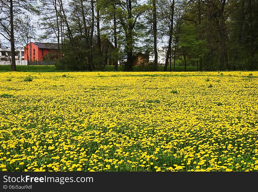 A beautiful meadow near town of Litovel full of yellow dandelion. A beautiful meadow near town of Litovel full of yellow dandelion.