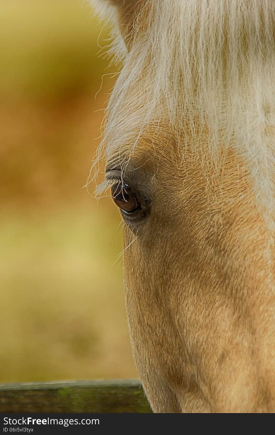 Beautiful Palomino horse portrait with soft focus background