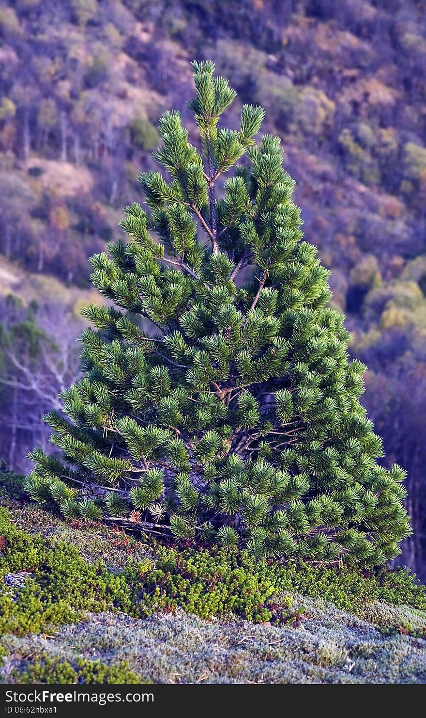 Abstract tree on mountain