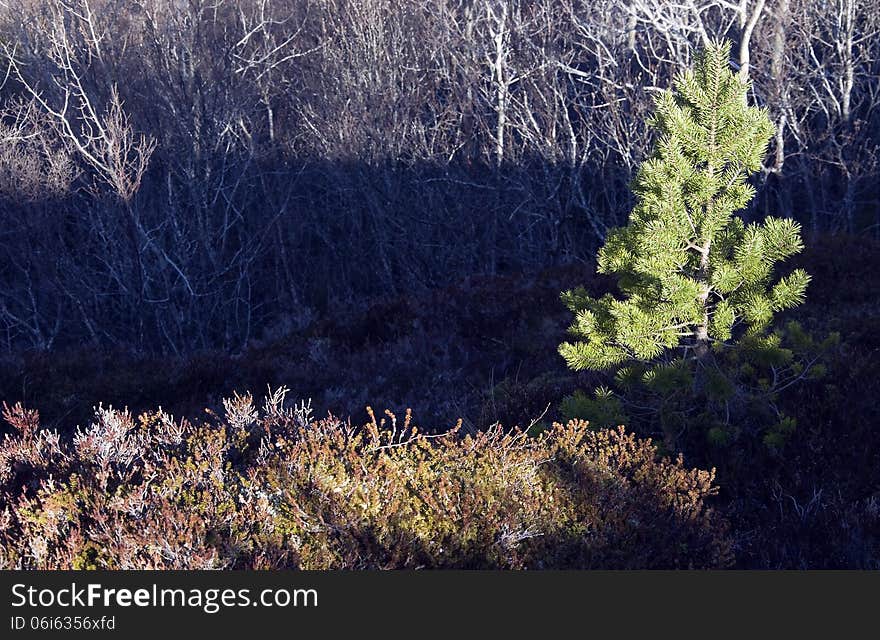 Heather and branches in rural outdoor scene. Heather and branches in rural outdoor scene