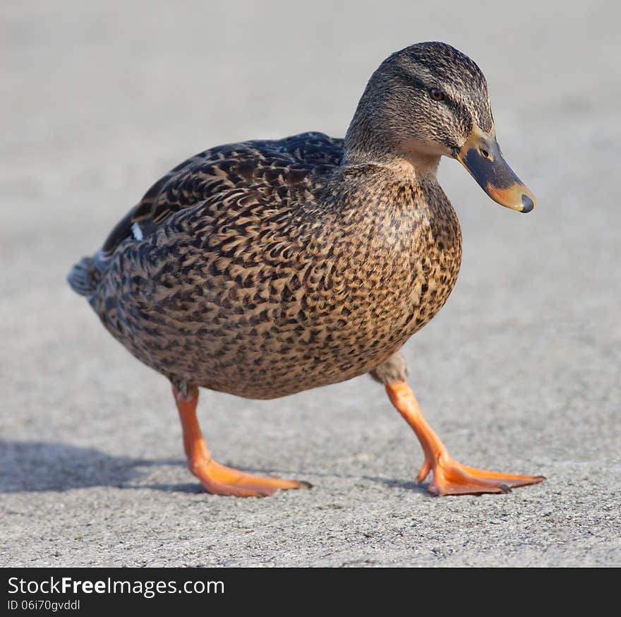 Female Mallard (Anas platyrhynchos) duck walking on pavement