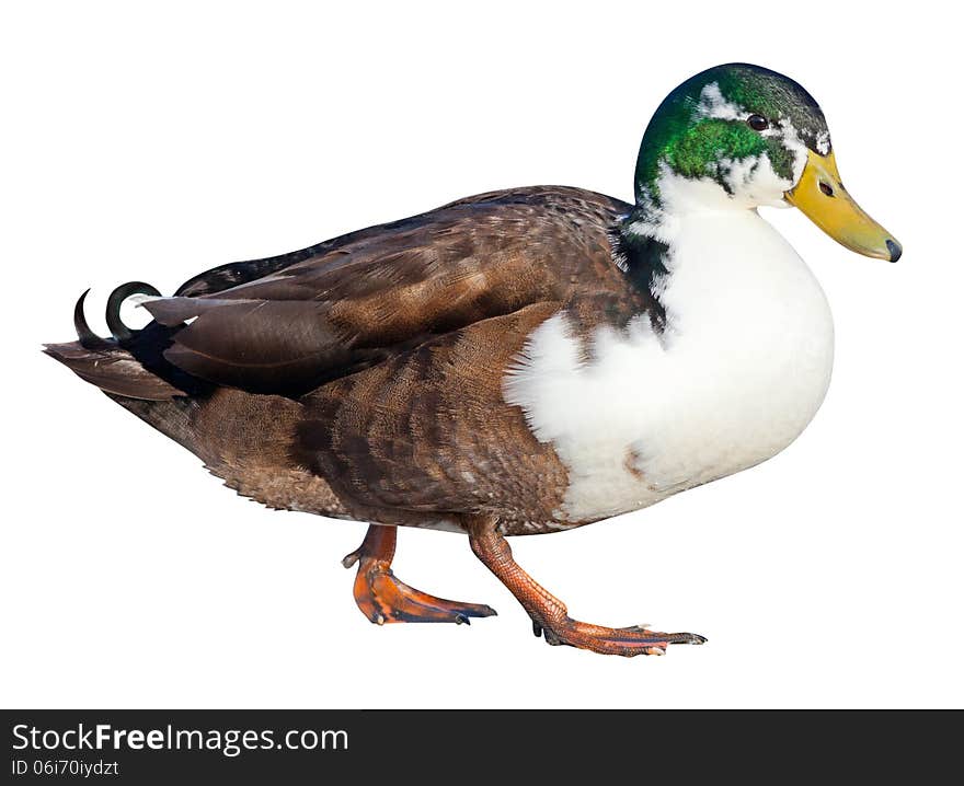 Bibbed Domestic Mallard (Anas platyrhynchos) with a clipping path