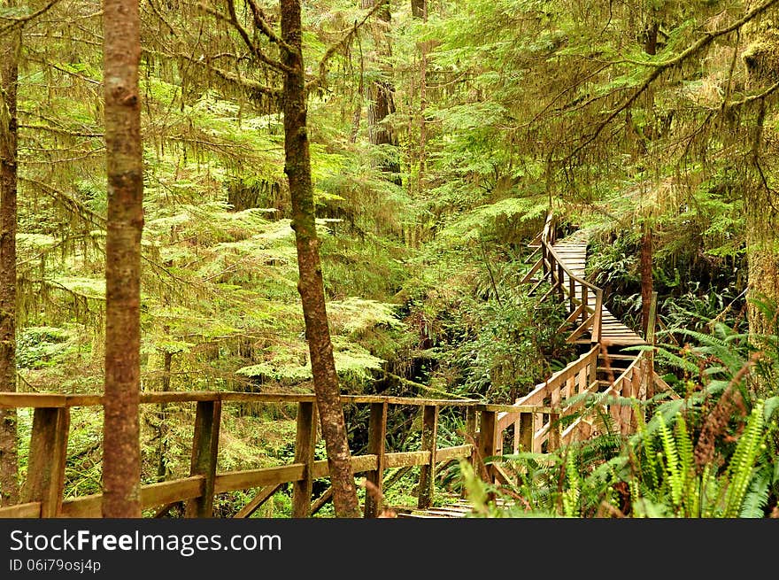 A man made trail is etched out in the thick forest so all who wish to hike are able to view nature at its finest. A man made trail is etched out in the thick forest so all who wish to hike are able to view nature at its finest.