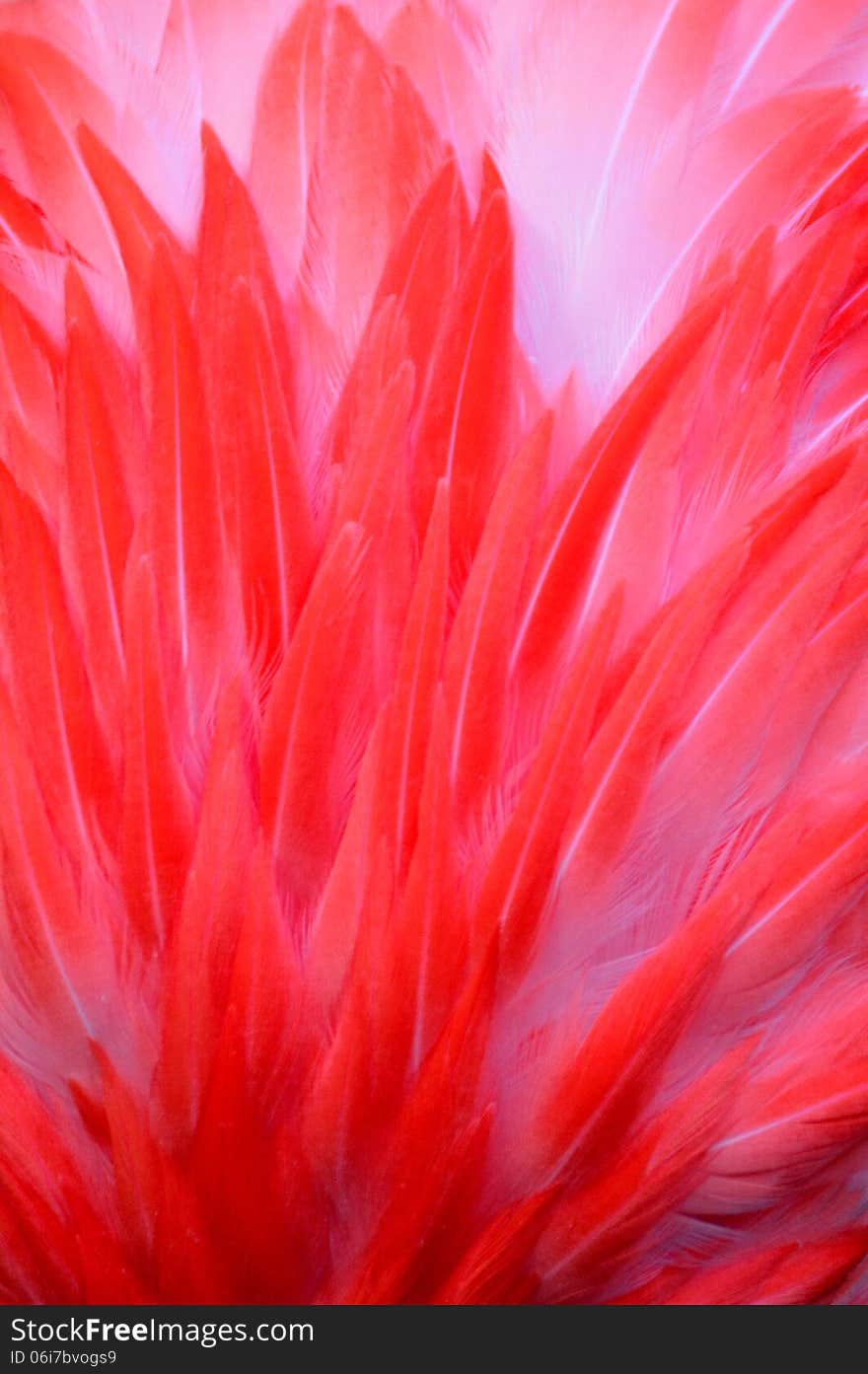 The vibrant pink colors of a Flamingo feather are captured by the photographer. The vibrant pink colors of a Flamingo feather are captured by the photographer.