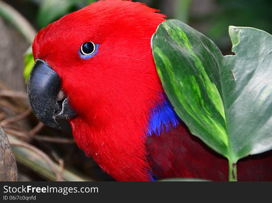 Red Eclectus Parrot Portrait