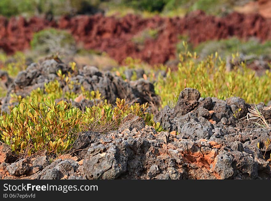 Trees on rocky hillside