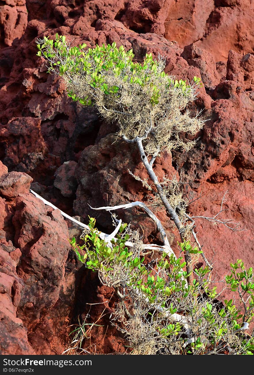 Tree On Red Rocky Hillside