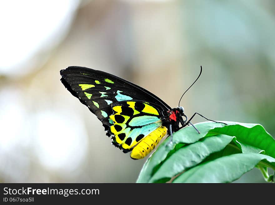 Colorful butterfly