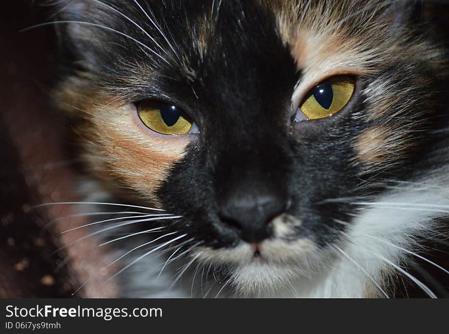 Tricolor cats muzzle with yellow eyes