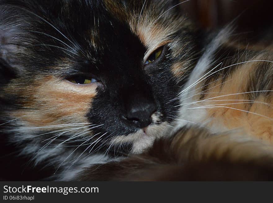 Tricolor cat's muzzle with yellow eyes