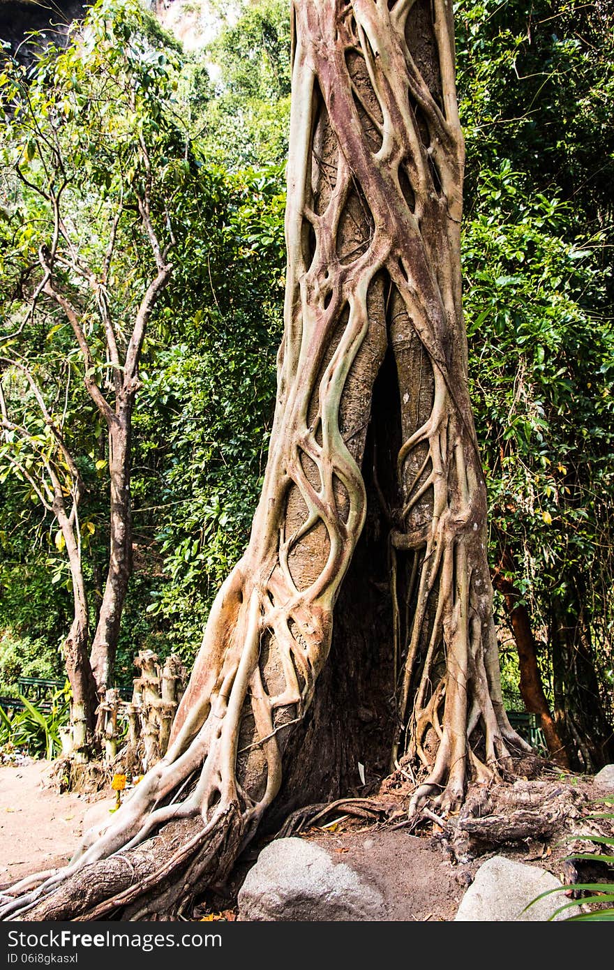 Tree and vine in the forest