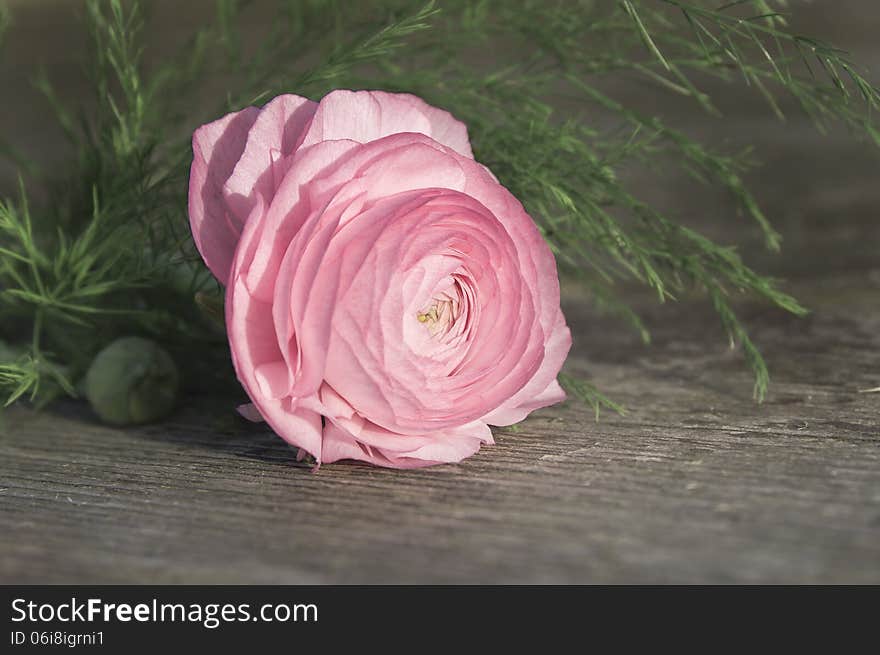 Pink Pomponella ranunculus on wooden floor