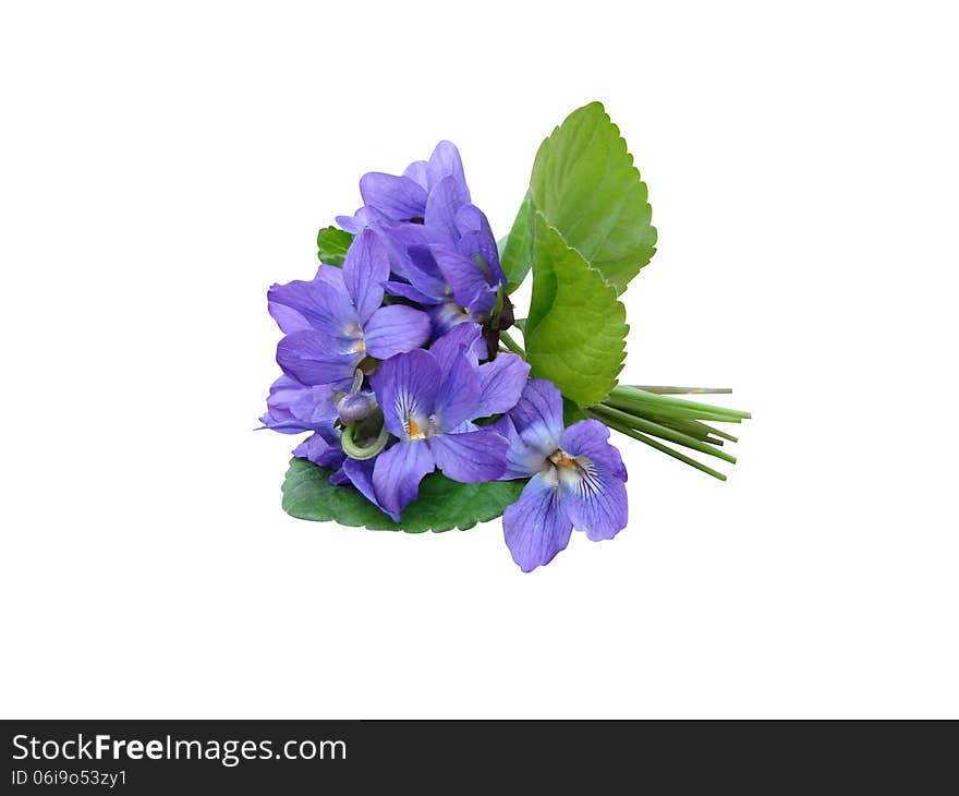 Violets wood flowers a bouquet it is isolated a holiday