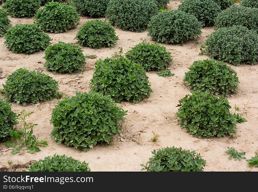 Some small chrysanthemum growing on the field