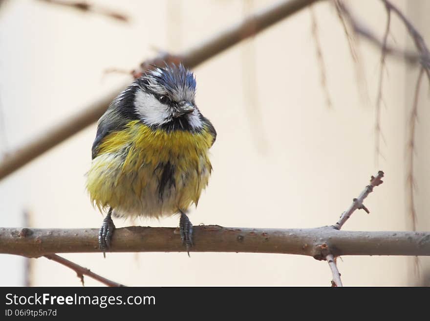 Blue Tit &x28;Cyanistes caeruleus&x29;.