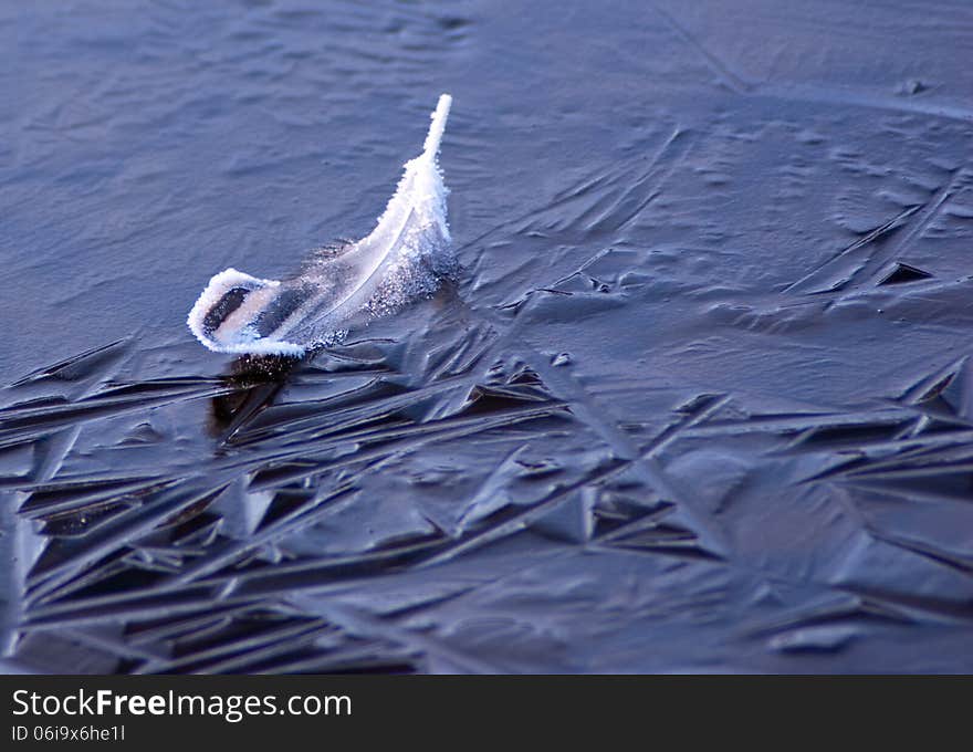 Feather on a Frozen Lake