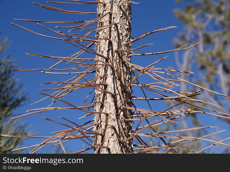 Pinon Tree Bark And Needles