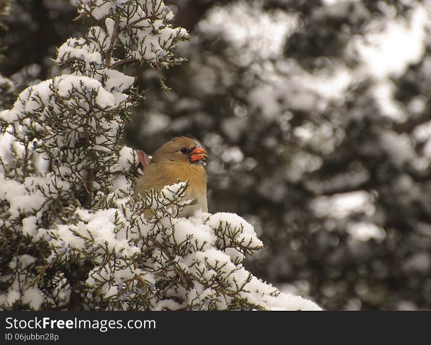 Winter Cardinal