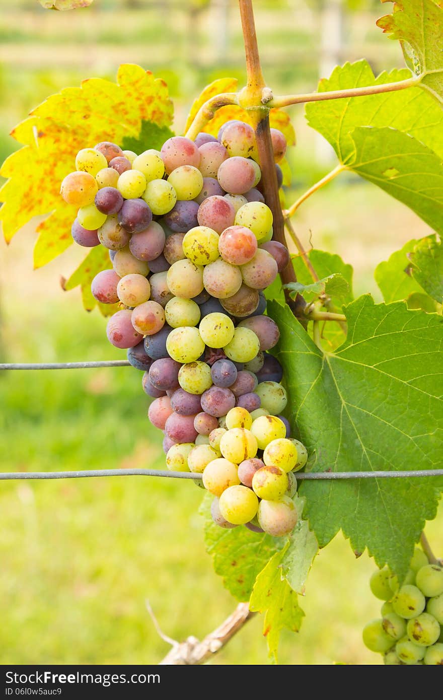 Wine Grapes