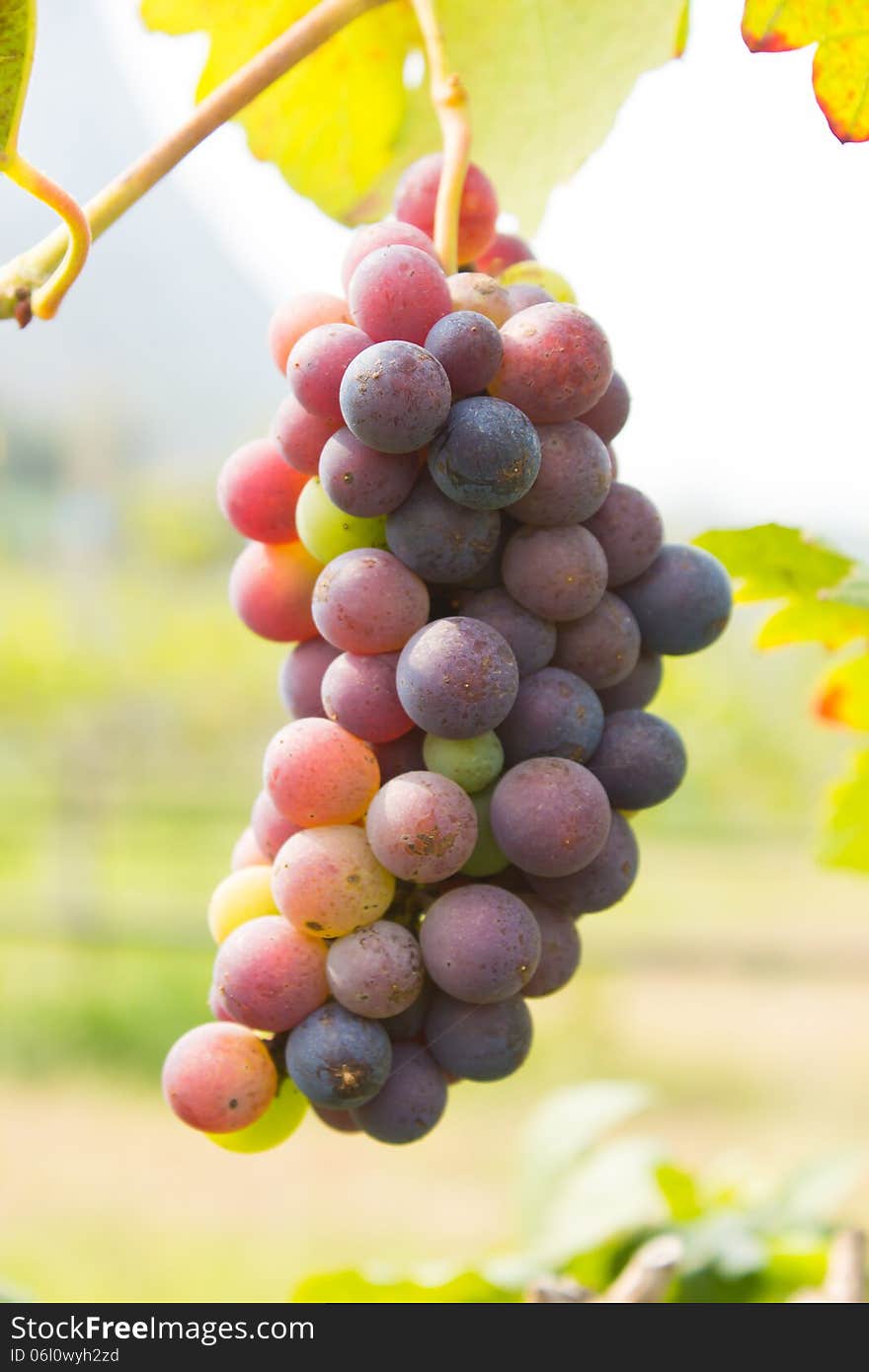 Wine Grapes