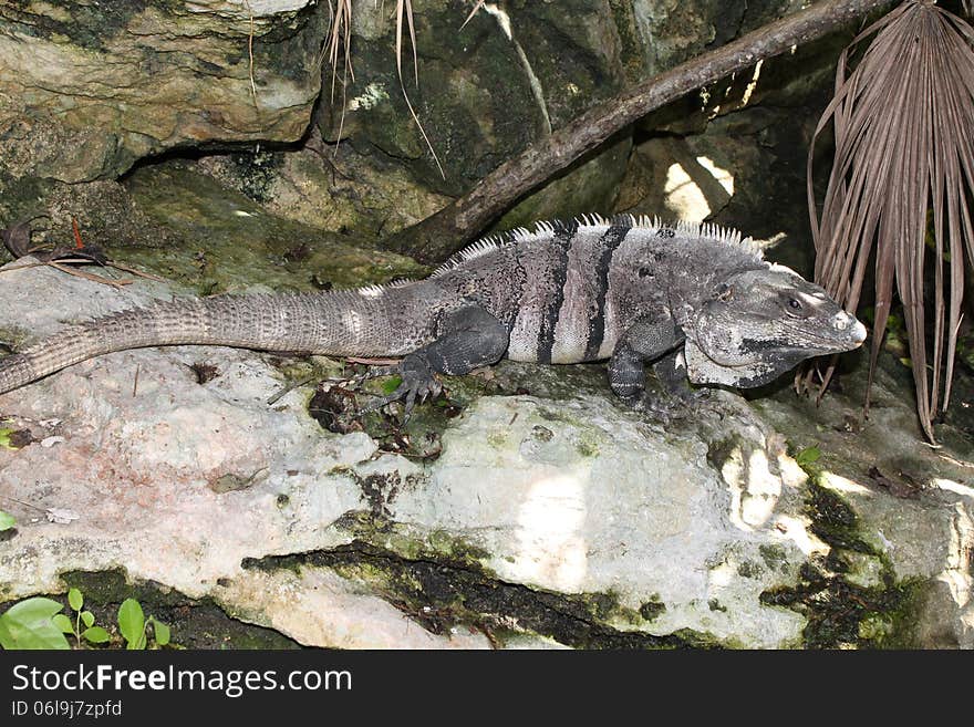 Large iguana resting on a rock. Large iguana resting on a rock