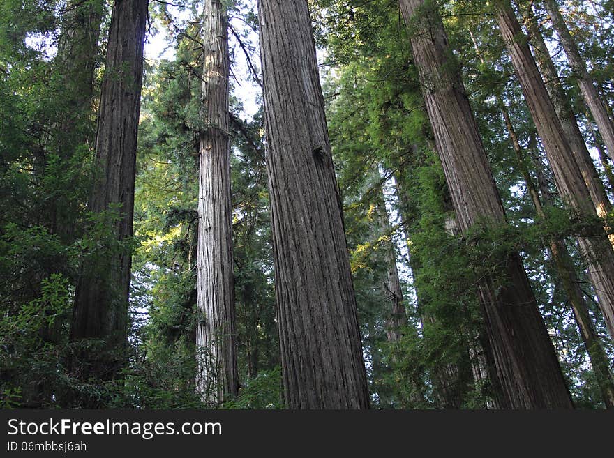 Trunks of tall California Redwood trees at sunrise in Humboldt Redwoods State Park. Trunks of tall California Redwood trees at sunrise in Humboldt Redwoods State Park.