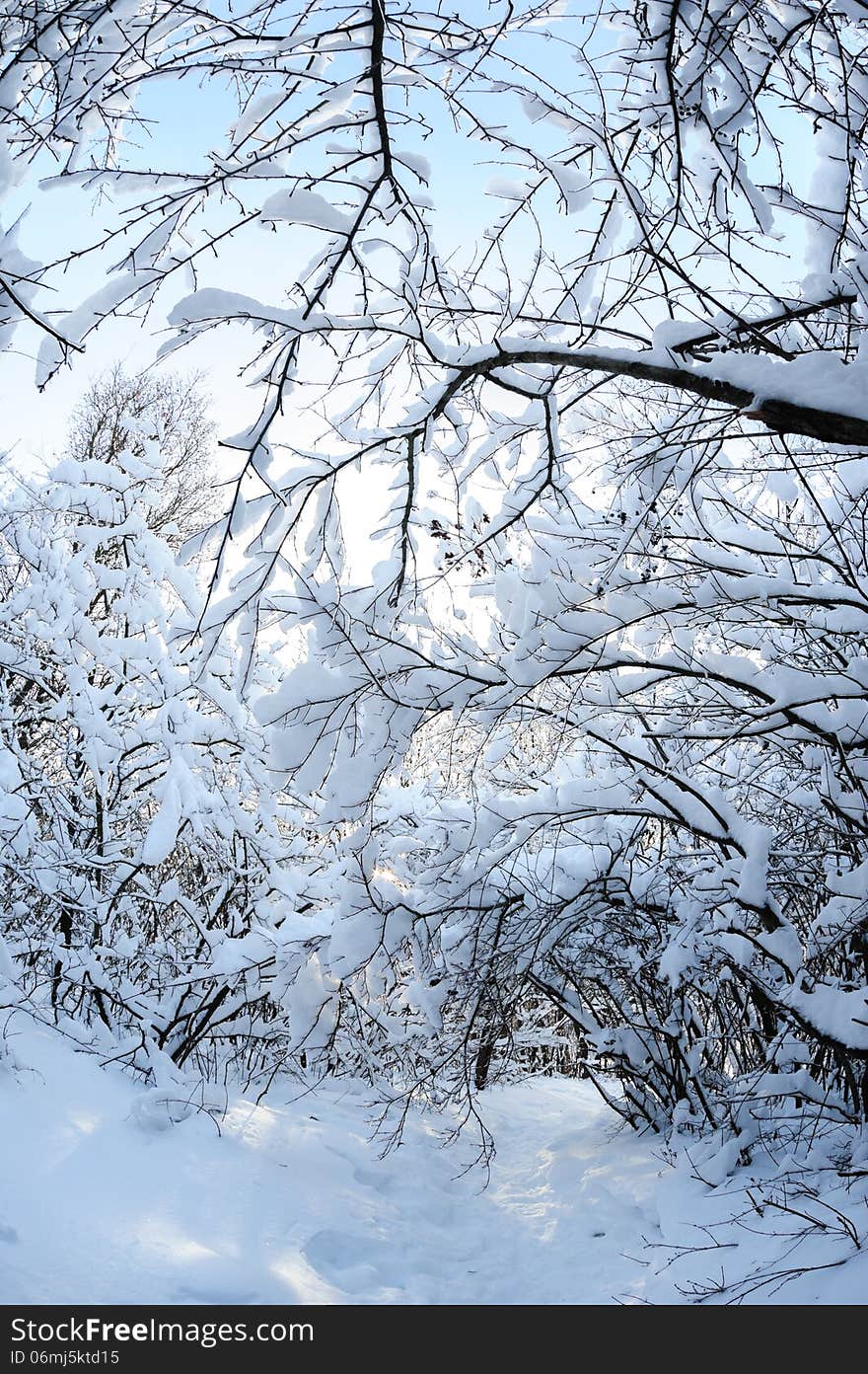 Snow in the forest