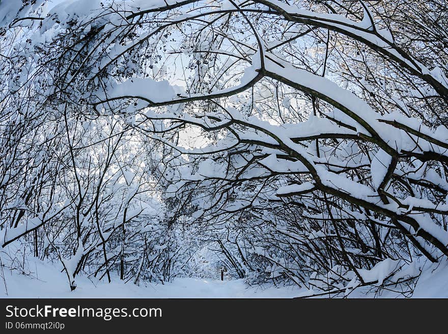 Snow in the forest